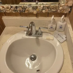 Roaches living in the sink.