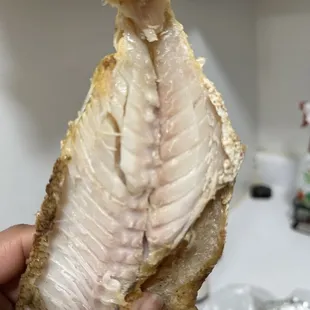 Red Snapper