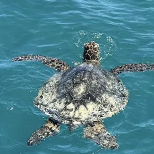 Turtle Canyon Snorkel Tour
Boat Tour