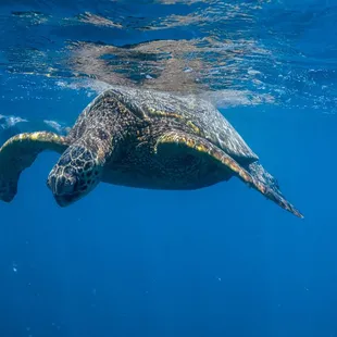 Snorkeling with a Hawaiian Green Sea Turtle