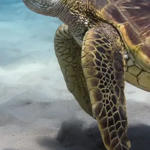 Hawaiian Green Sea Turtle