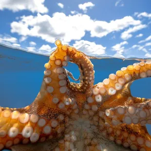 Octopus Giving Our Camera A Hug!