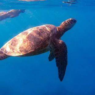 One of our customers snorkeling alongside a beautiful Hawaiian Green Sea Turtle