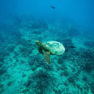 Rare Hawksbill Sea Turtle