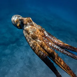 Octopus Swimming Across The Reef