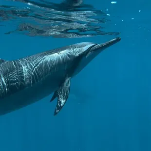 Hawaiian Spinner Dolphin