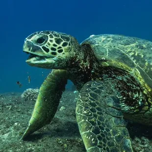 Hawaiian Green Sea Turtle
