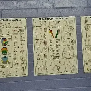Neuromuscular trigger point charts