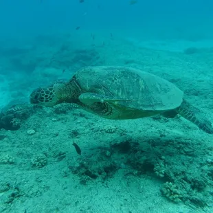 Turtle!