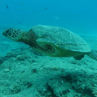 Turtle