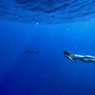 Some girls chase waterfalls, I chase sharks