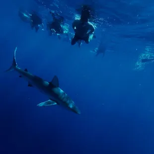Cage free diving with sharks is an amazing experience.