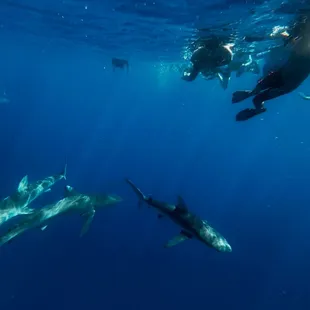 Galapagos sharks