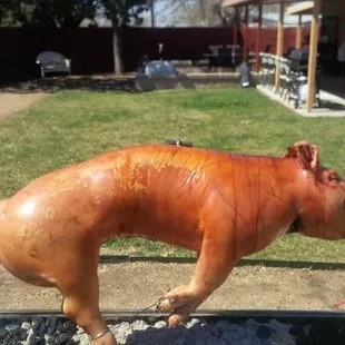 Look at this tasty swine!
