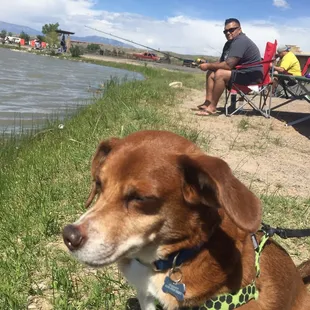 Leashed doggie friendly