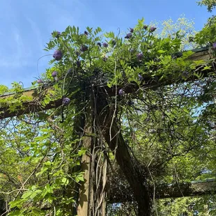Pergola with flowering vines and busy bees.