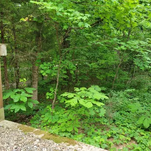 a bench in the woods