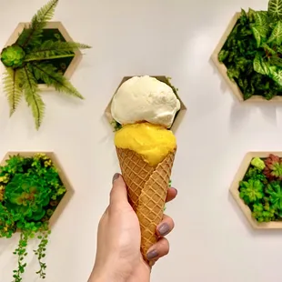 Coconut Gelato and Mango Sorbet