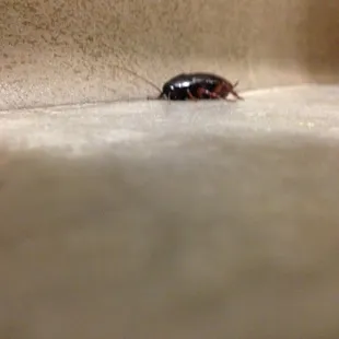It stayed in the same spot in the bathroom so long I thought it was dead. Then I talked to the girl who killed it. Eww
