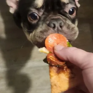 Lola enjoying the cardboard