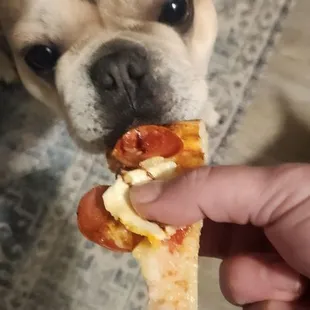 Coco enjoying the cardboard