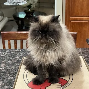 The cat loves it too!