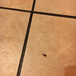  bug crawling on the floor