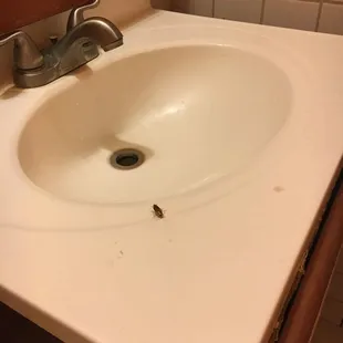 Roaches in the restroom.