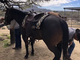 Nine Trail Horse