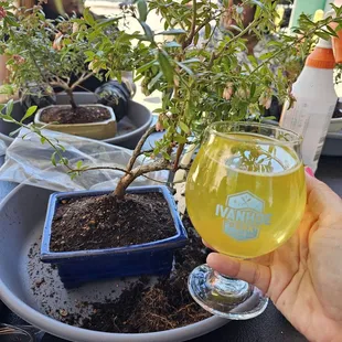 Pineapple Hard Seltzer