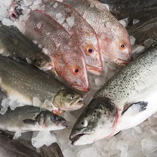 Wide variety of fresh fish- we can scale, gut, and fillet to your liking