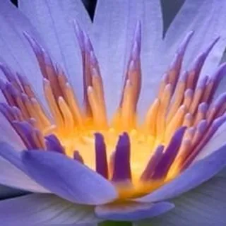 Poonam K.