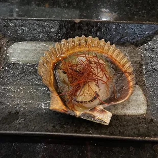 Scallop in shell