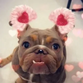 Daphne K.