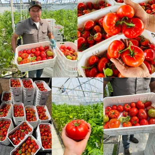 a man picking tomatoes