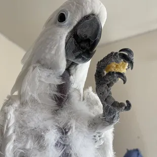 Umbrella cockatoo enjoying the cornbread