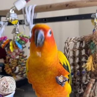 Sun conure enjoying cornbread