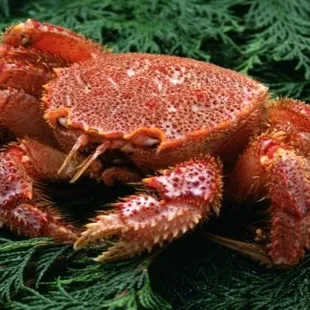 a crab on a branch