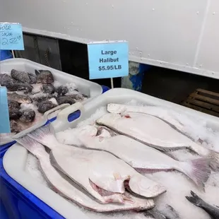a display of fresh fish