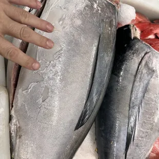 a person picking up a fish