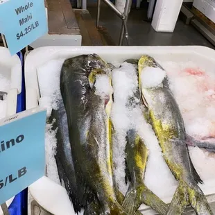 fresh fish on ice