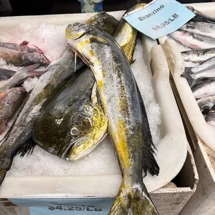 a display of fresh fish