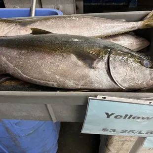 Yellowtail