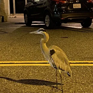 They hang out waiting for scraps