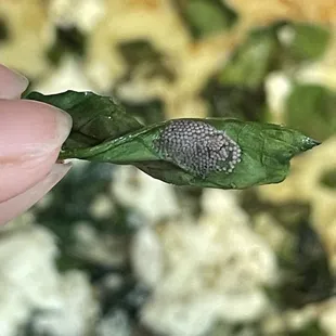 BUG EGGS ON SPINACH PIZZA