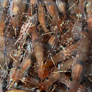 Live Prawns