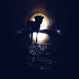 Stretch LOVES the tunnel!