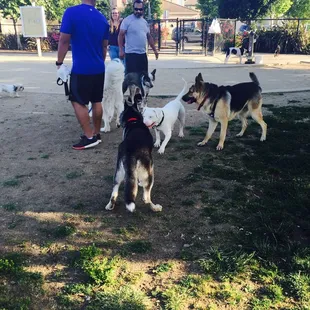 Lots of dogs around 6pm