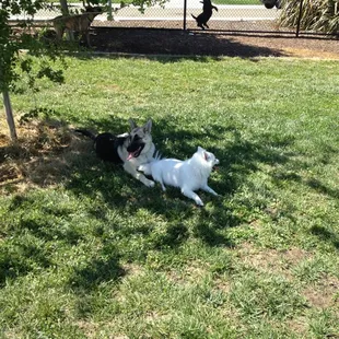 Mia and Leo enjoying the shade.
