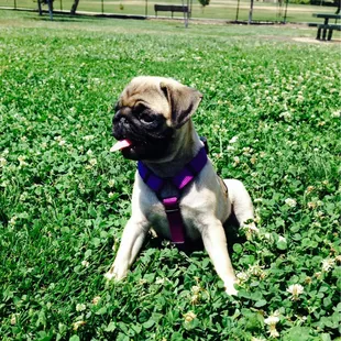 My little pug loves the grass at the dog park!